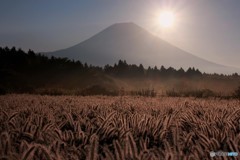 陽射しを浴びて