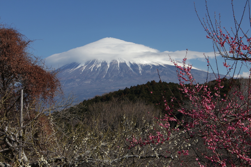 これからの花、役目を終えた花。