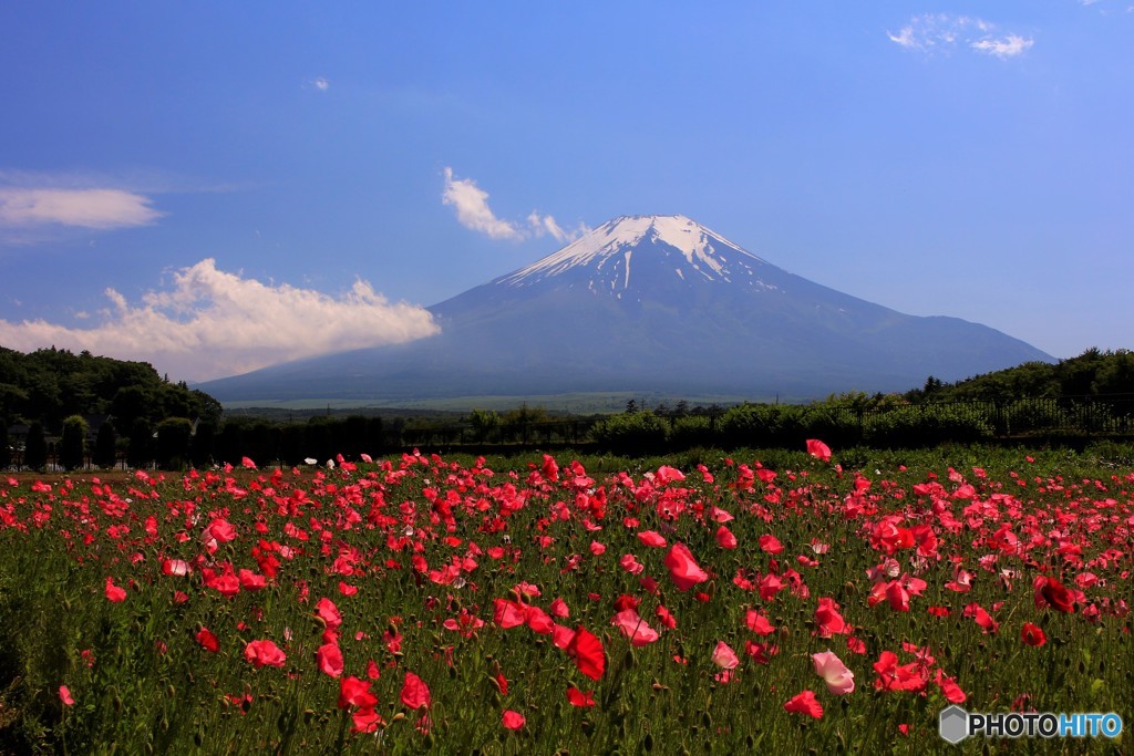 昼下がりの花畑