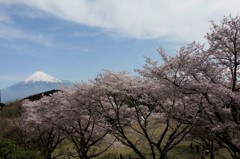 かつて賑わった梅園から…