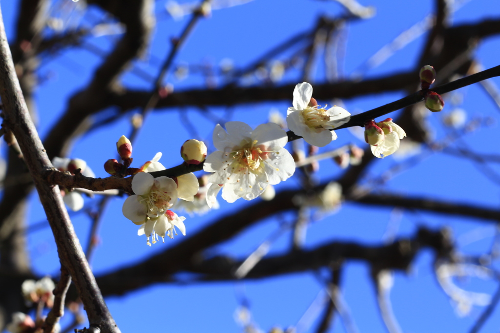 青空の下、花を咲かせる。