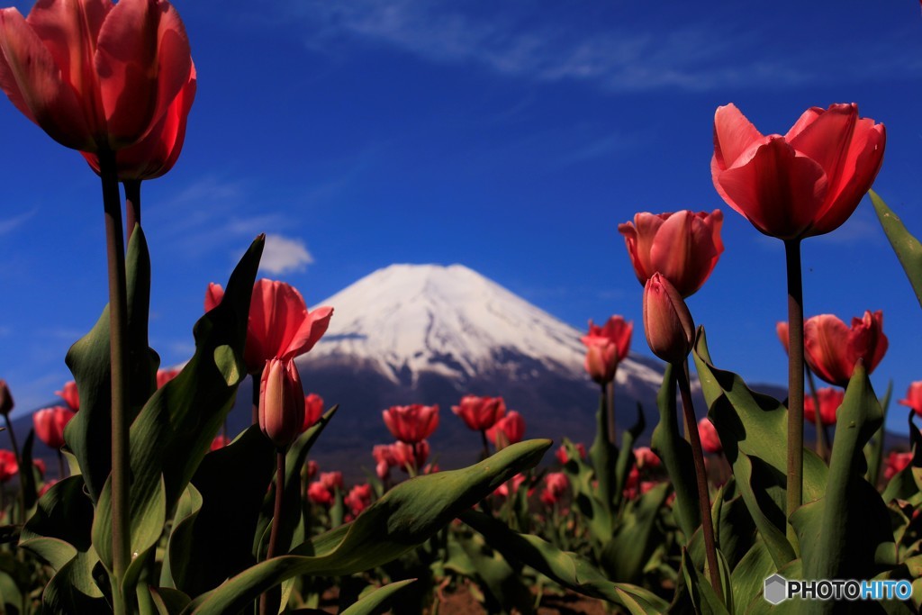 富士の麓で咲き誇る