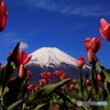 富士の麓で咲き誇る