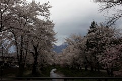 桜は満開。でも空は…。