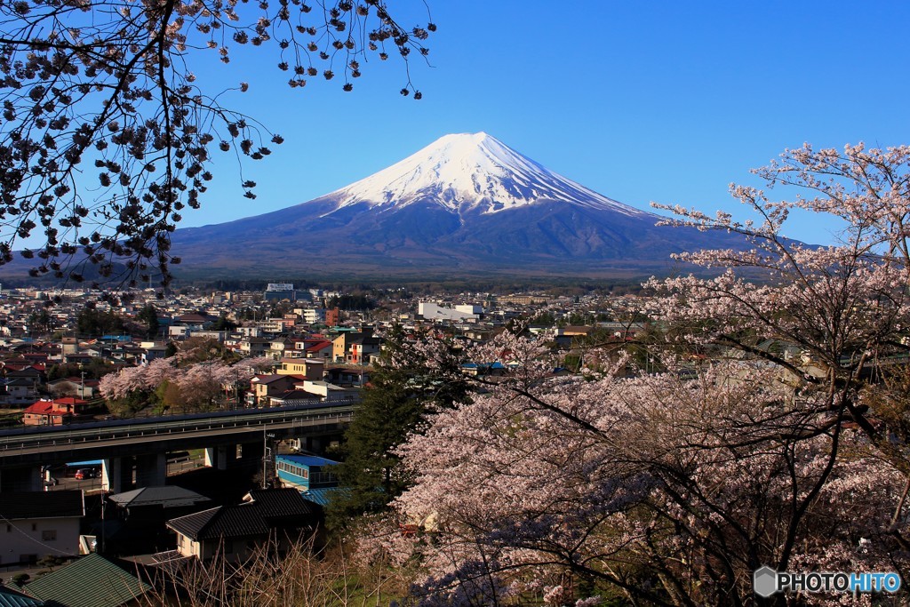 満開の桜に、会いに行く。～山梨編 其之二～