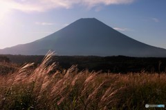 朝の草原に光射す