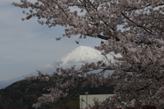 桜と富士が見えるSA