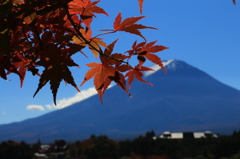 モミジと富士山
