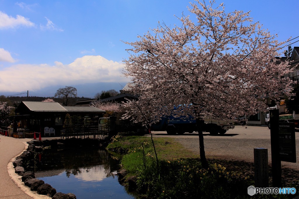 池と桜と逆さと…