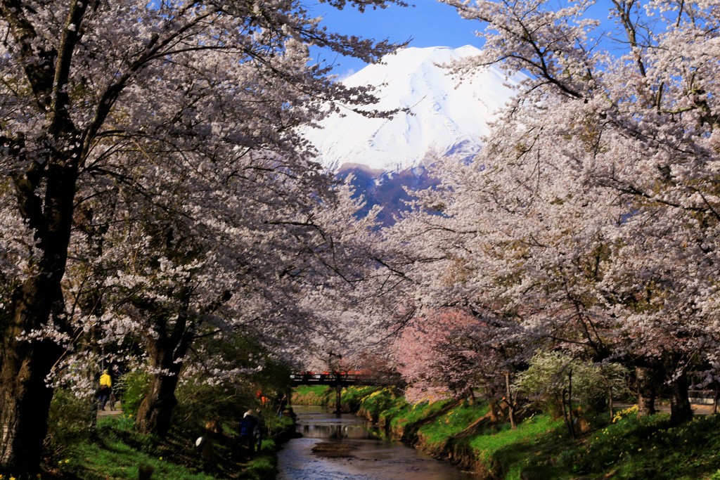 今年最後の桜は…