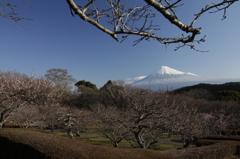 梅園から富士を見上げる