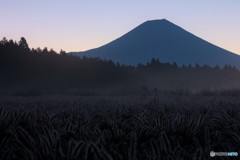 朝靄の草原にて