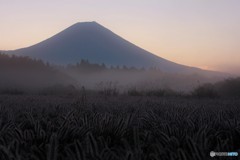 日の出前、薄紅の空。