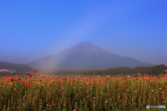 朝靄のポピー畑にて…