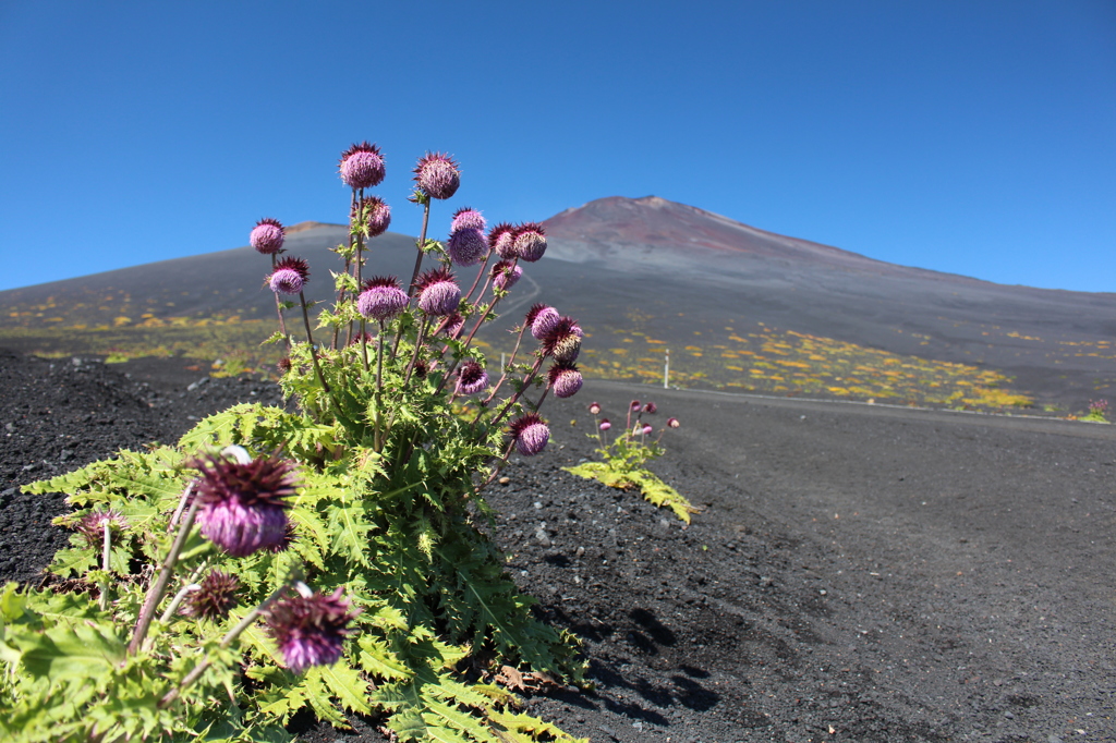 Wild Flower