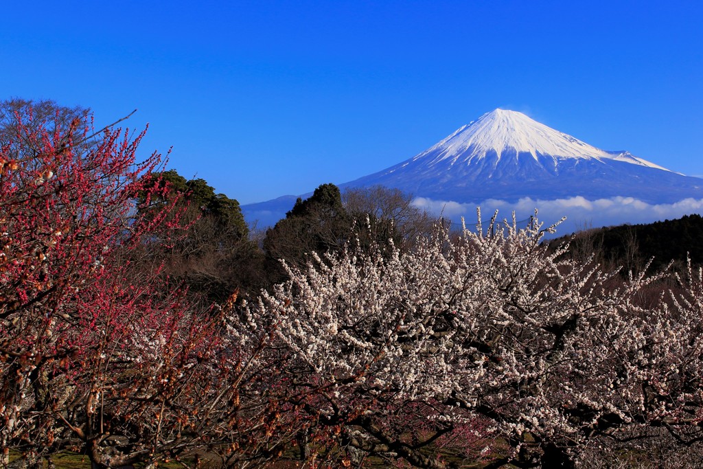 紅と白と青い空、そして富士。