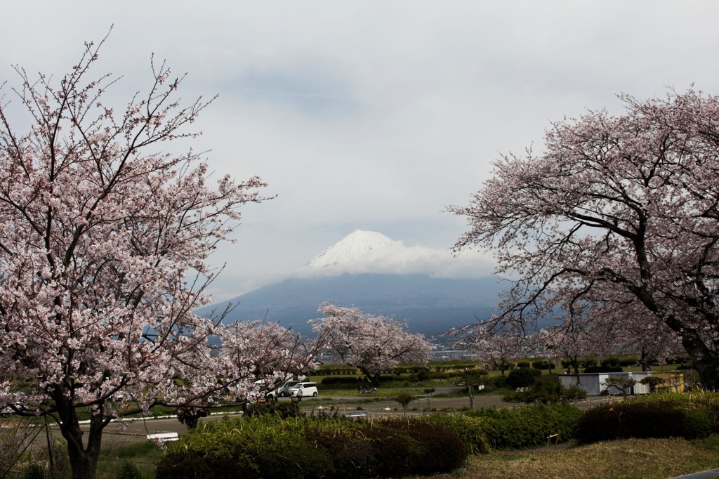 流るる雲と桜と富士
