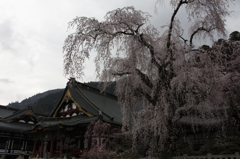 ここでの定番　～身延山～