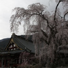 ここでの定番　～身延山～