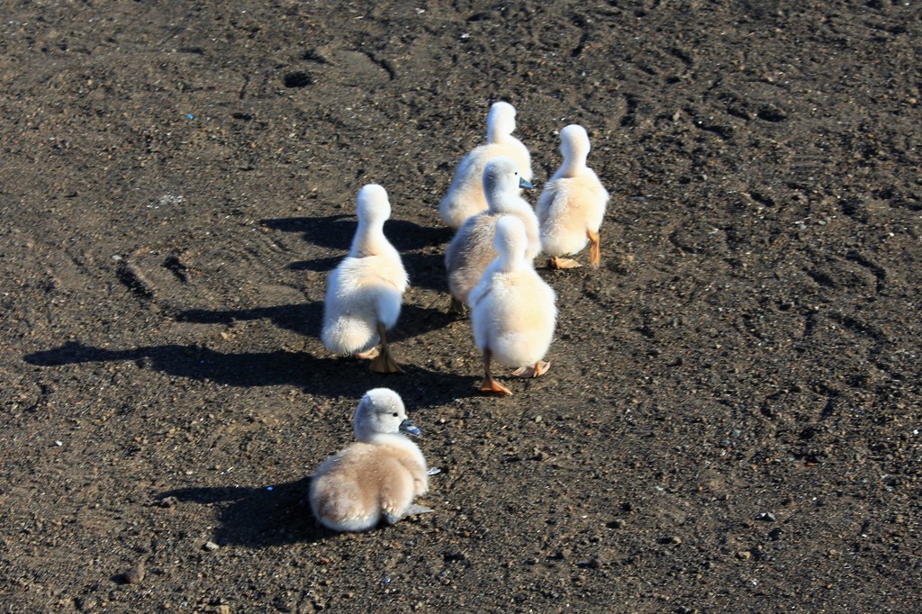 雛鳥の後ろから…