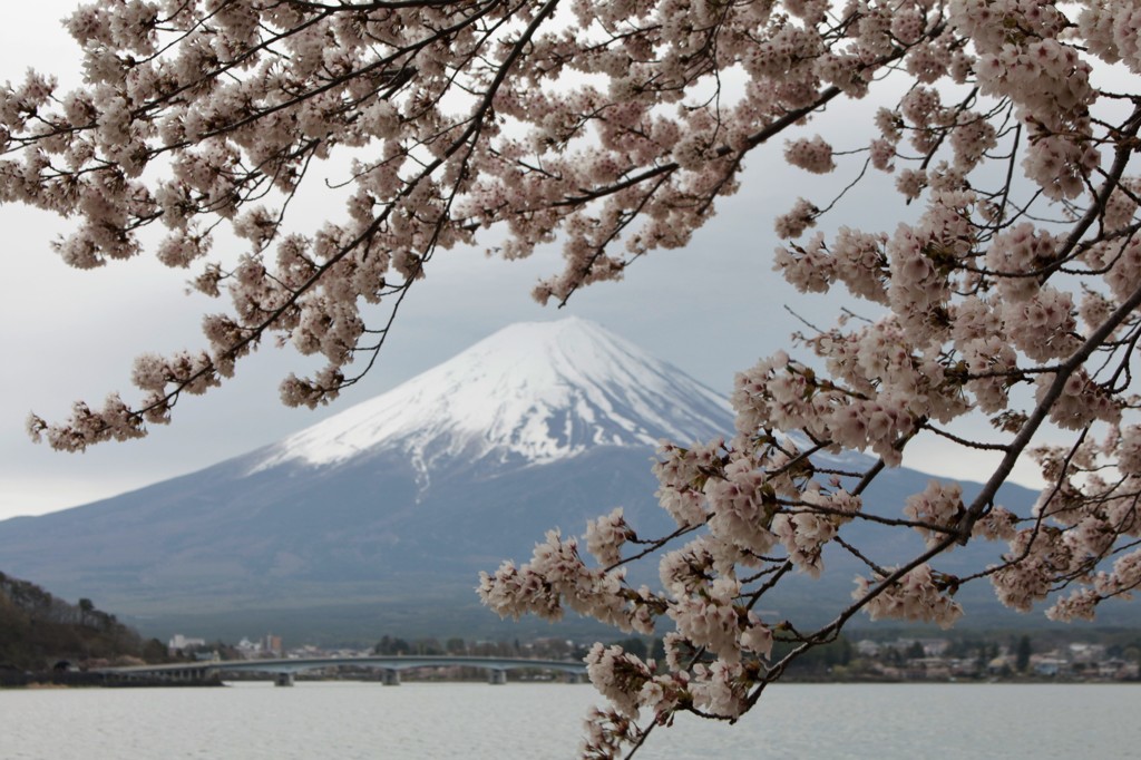 桜の枝で…囲ってみた。