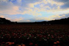 夏の始まりの合図～花の都公園～