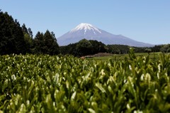 茶葉と一緒に…