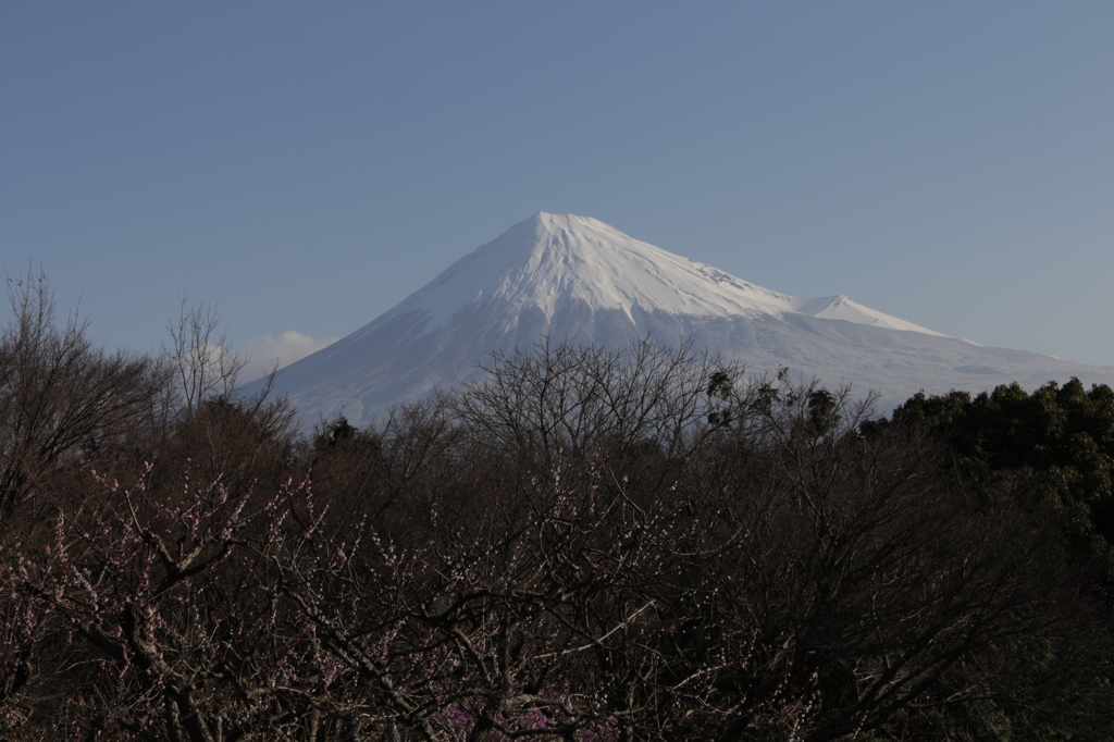 役目を終えた花と…