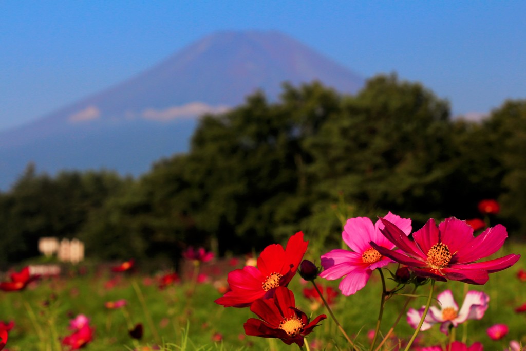 秋桜、富士を見上げる。