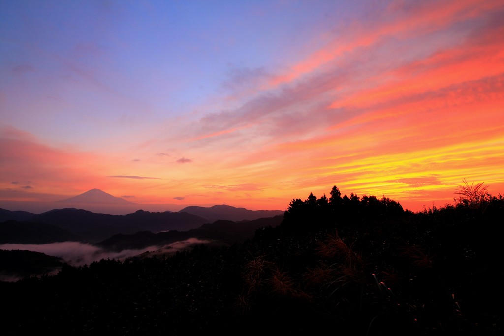 Morning Glory
