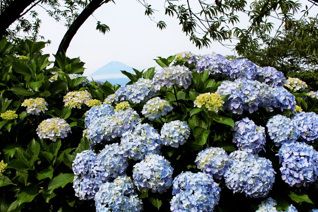 見ごろを迎えた花と…