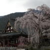 改めて…信仰の山の春。