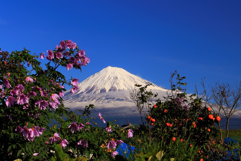 寒空の下、冬の花と果実と…