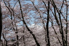 桜と桜の隙間から…。