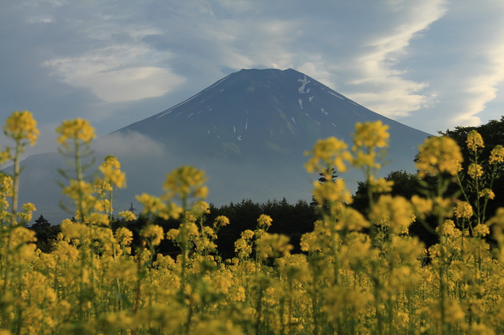 夕方のお花畑にて…　其之二