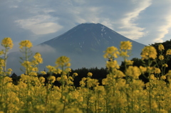 夕方のお花畑にて…　其之二