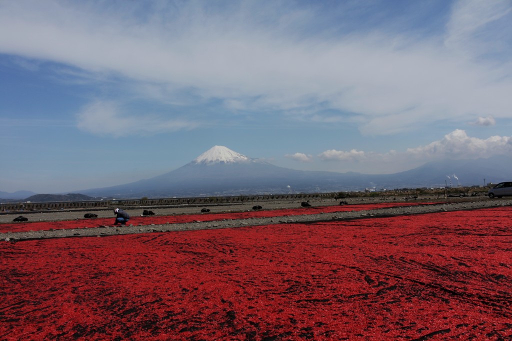 海の桜、まだ二分咲き程度…。