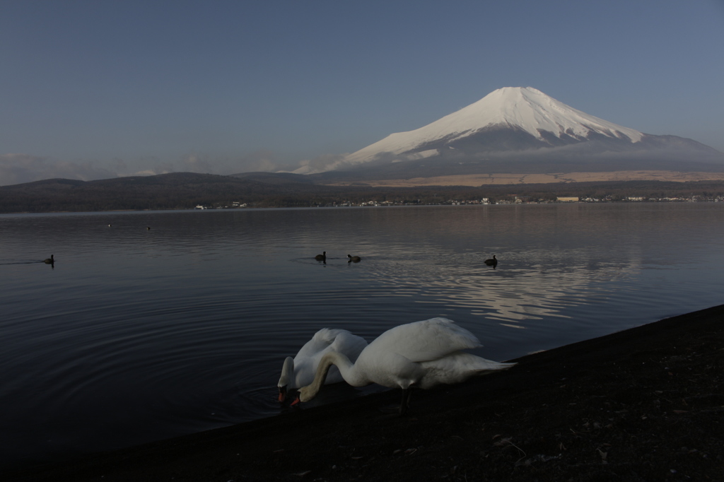 お水をゴクゴク…。