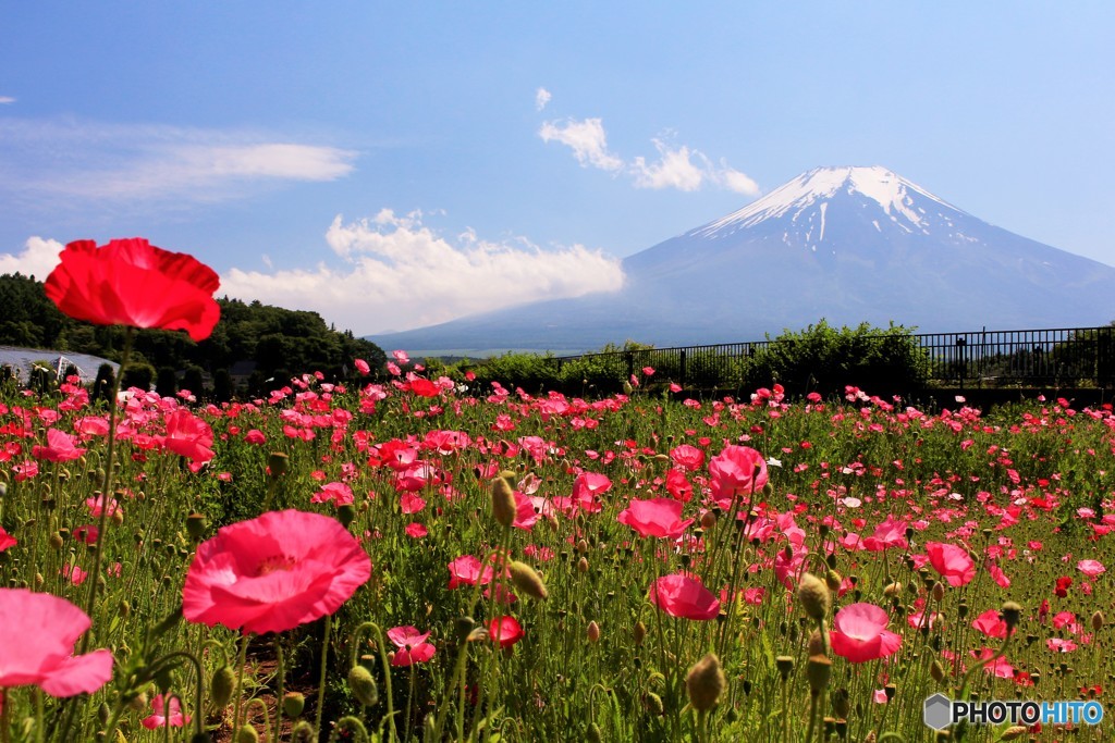梅雨晴れの花畑から…。