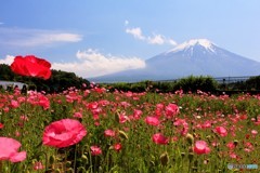 梅雨晴れの花畑から…。