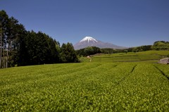 快晴の空の下。