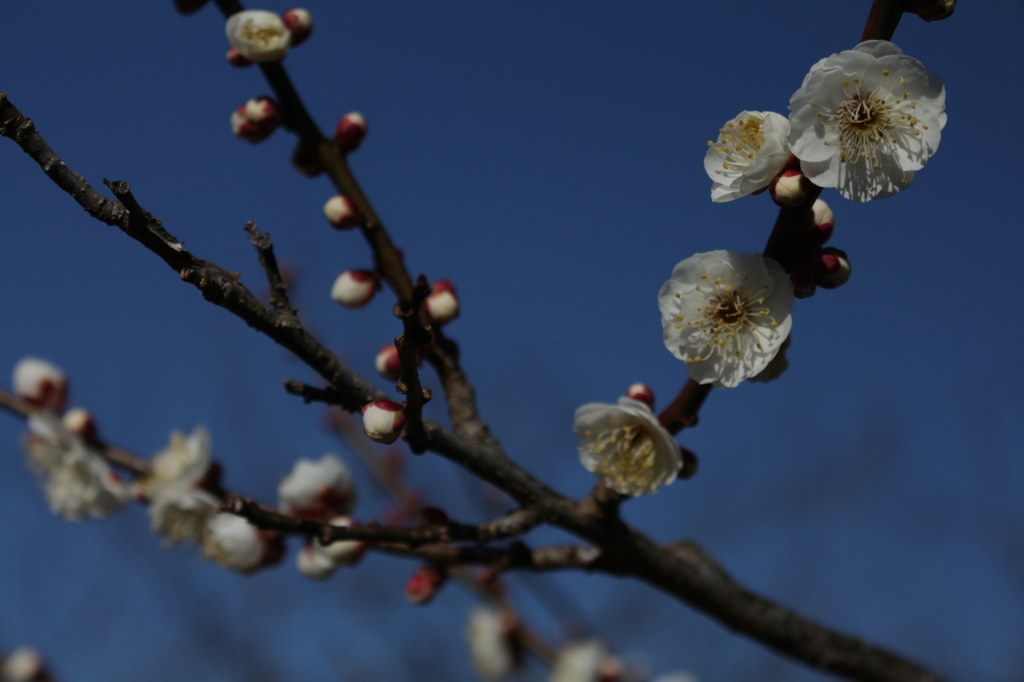 寒空の下、力強く。