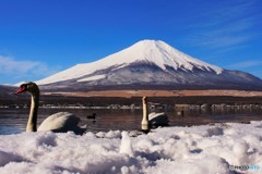 雪の湖畔、朝のひととき。