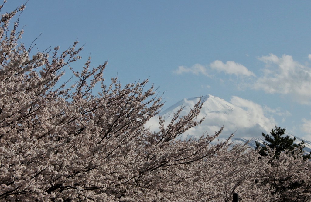 湖畔の桜の時