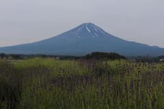 青の富士と紫の花