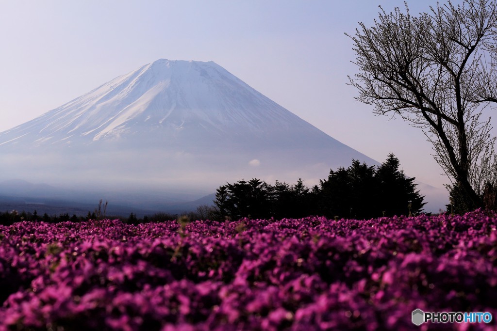 芝桜、霞む富士を見上げる。