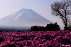 芝桜、霞む富士を見上げる。