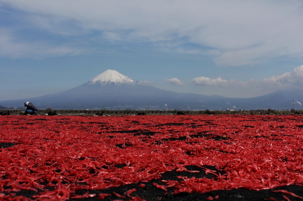 こちらの桜も…。