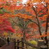 彩りの遊歩道