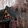 信仰の山の春